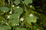 Yellow passionflower